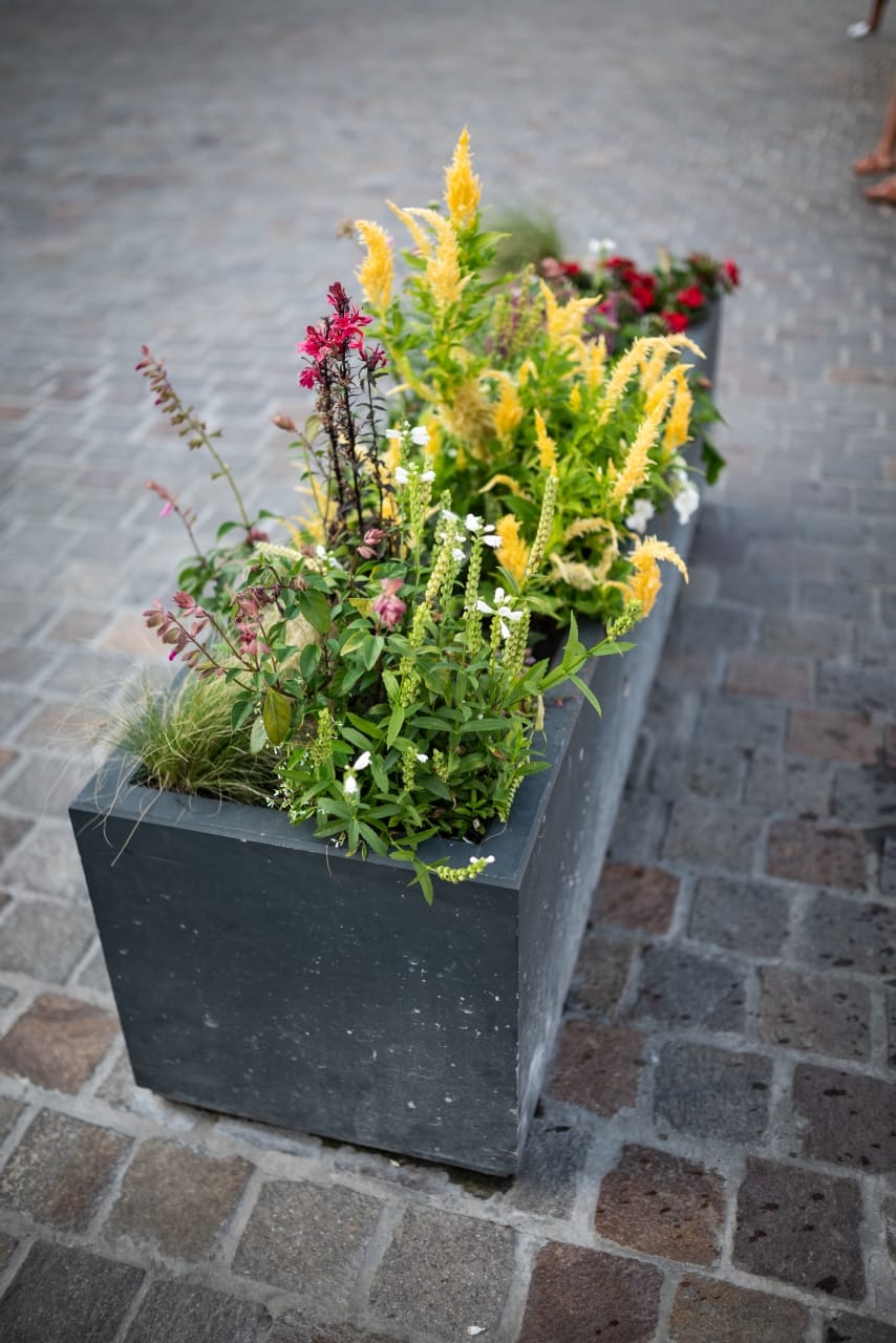 kwiaty-bielsko-biala-118