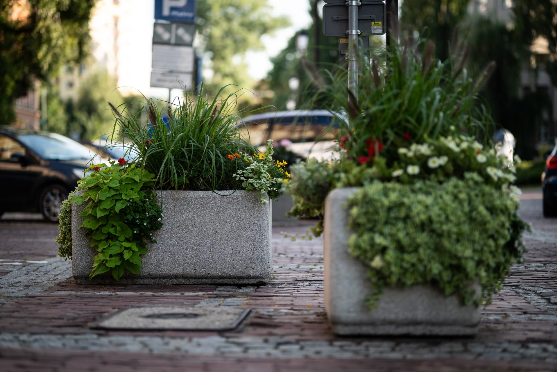 kwiaty-bielsko-biala-126