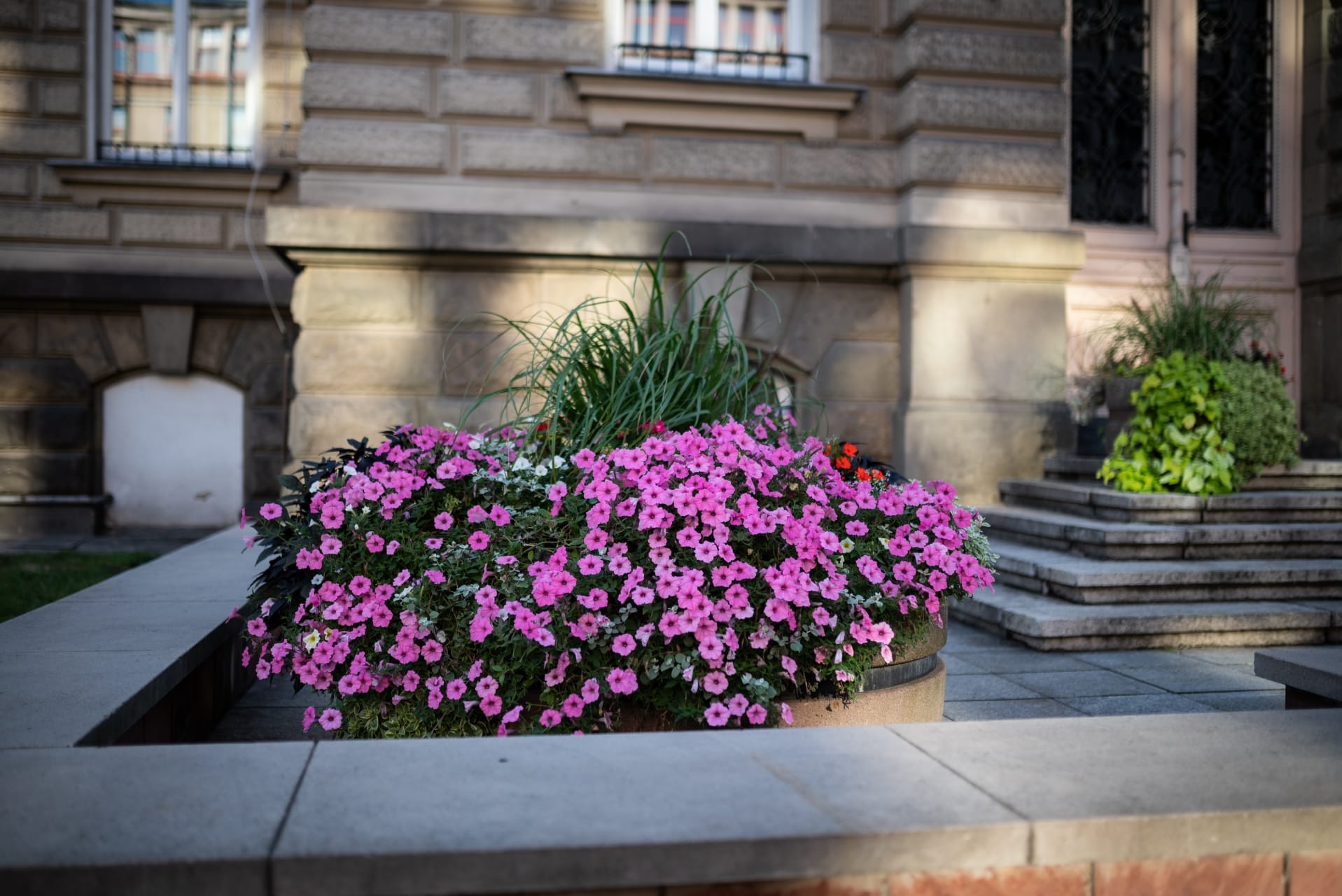 kwiaty-bielsko-biala-135