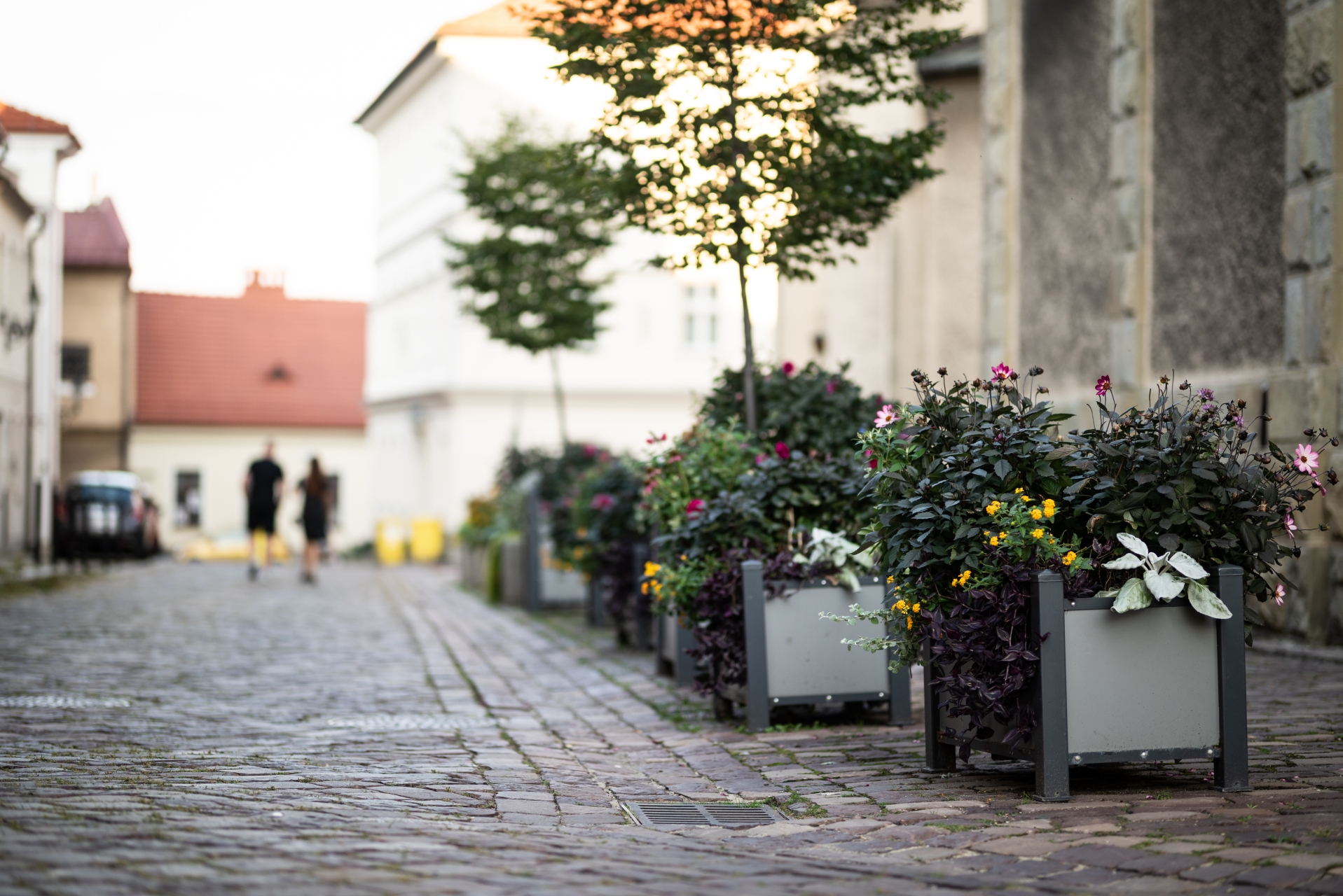 kwiaty-bielsko-biala-153