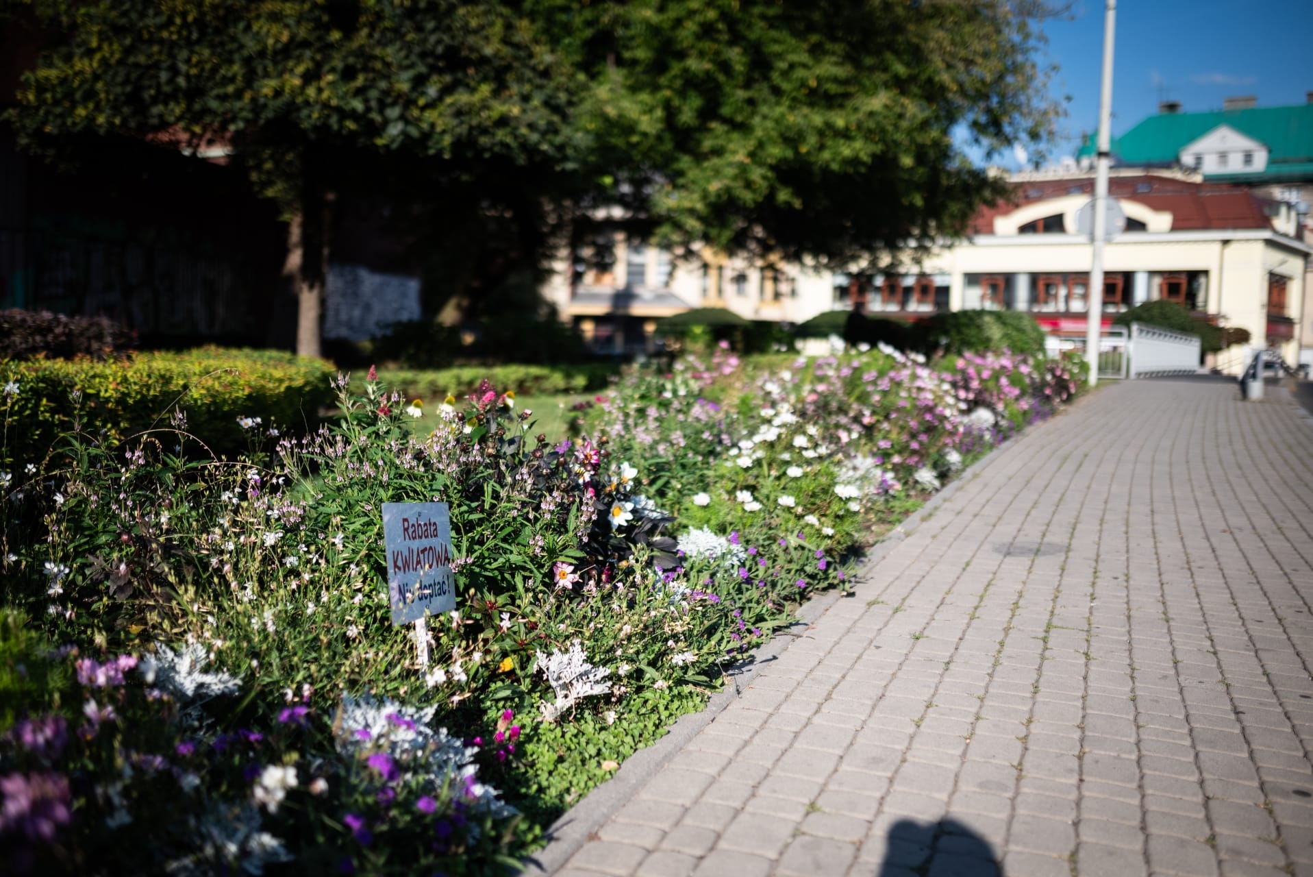 kwiaty-bielsko-biala-84