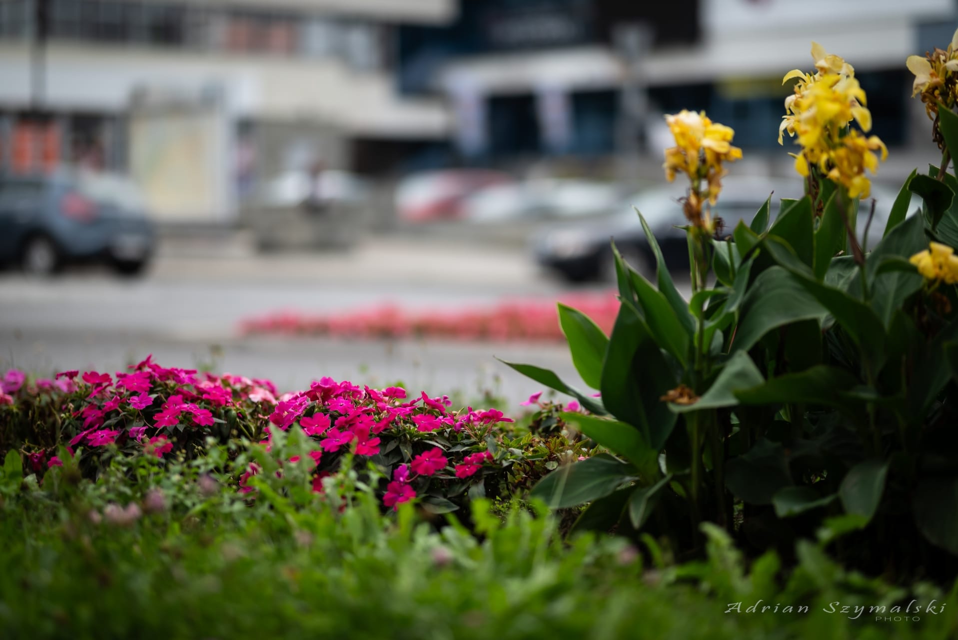 kwiaty-czechowice-43