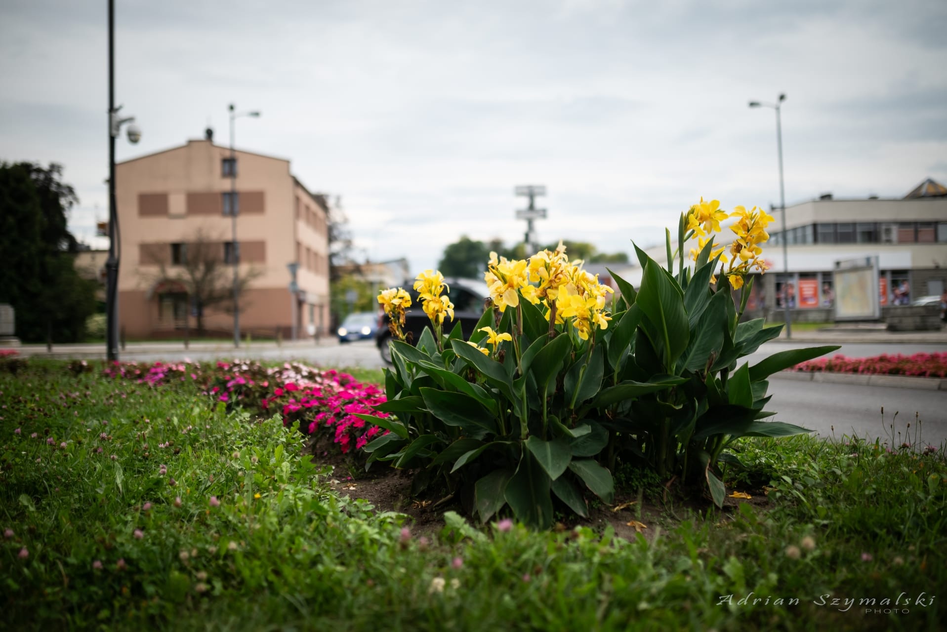 kwiaty-czechowice-46