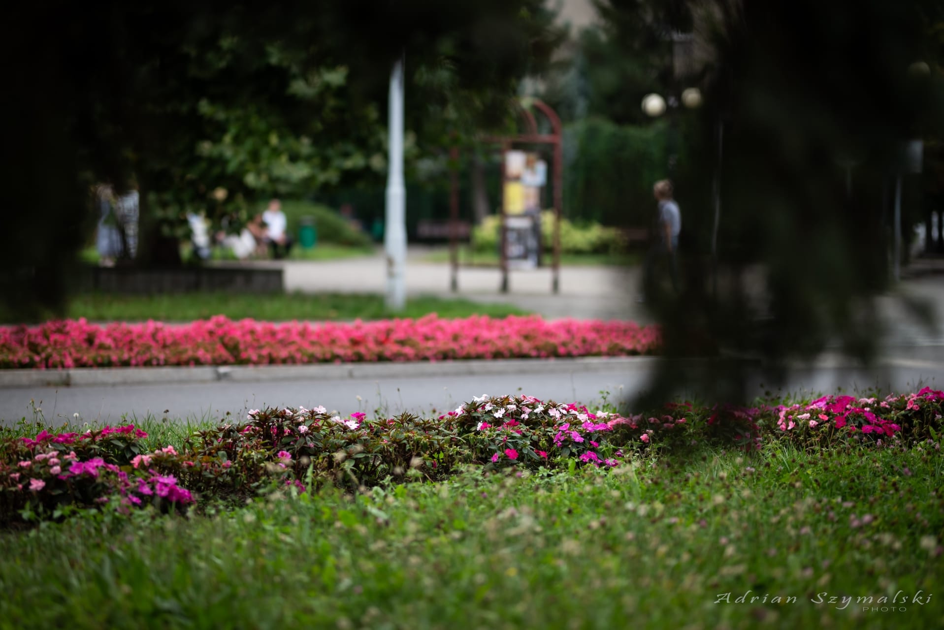 kwiaty-czechowice-49