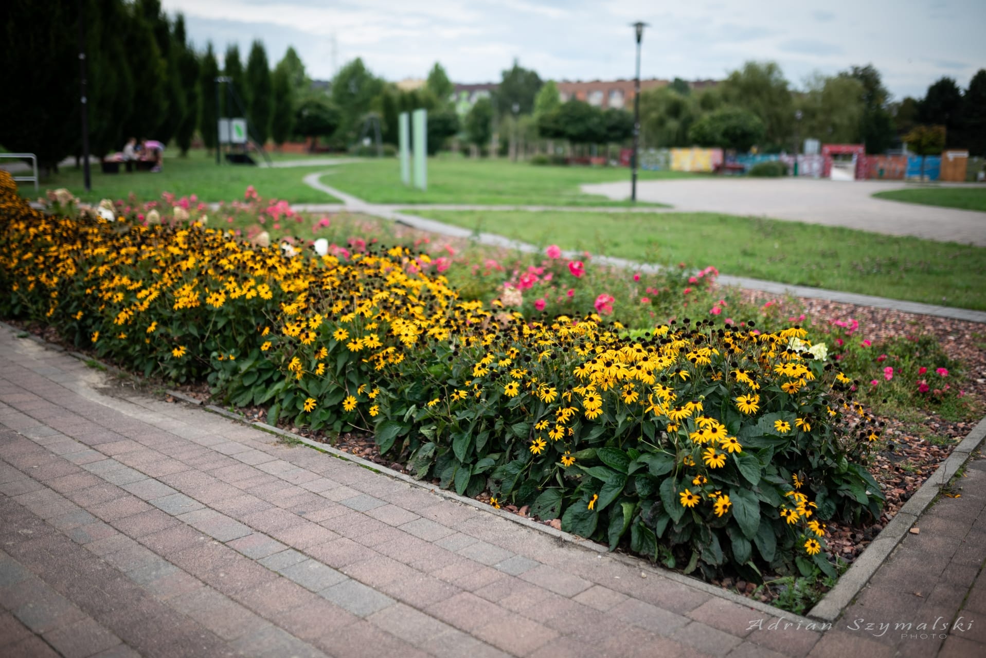 kwiaty-czechowice-56