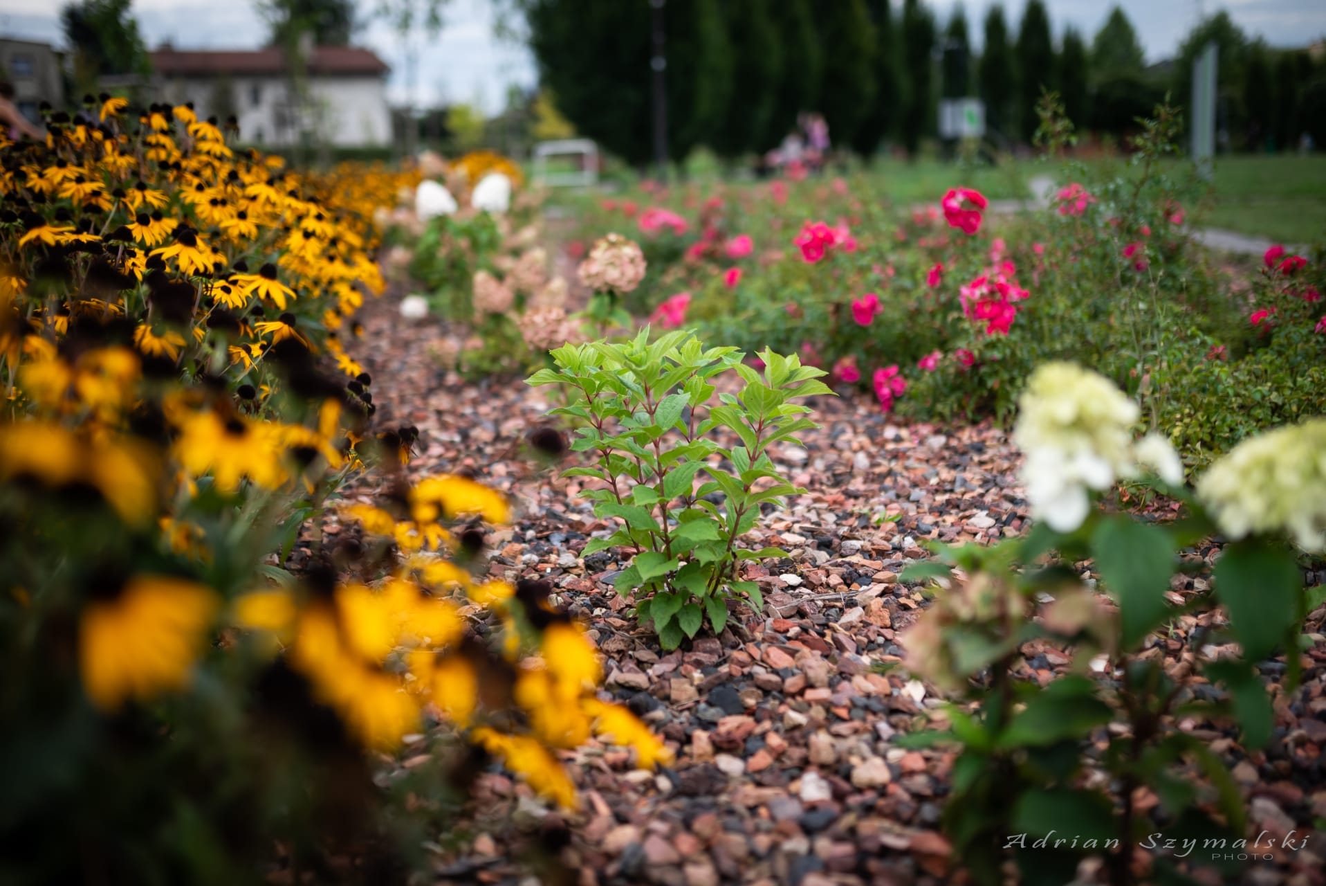 kwiaty-czechowice-58