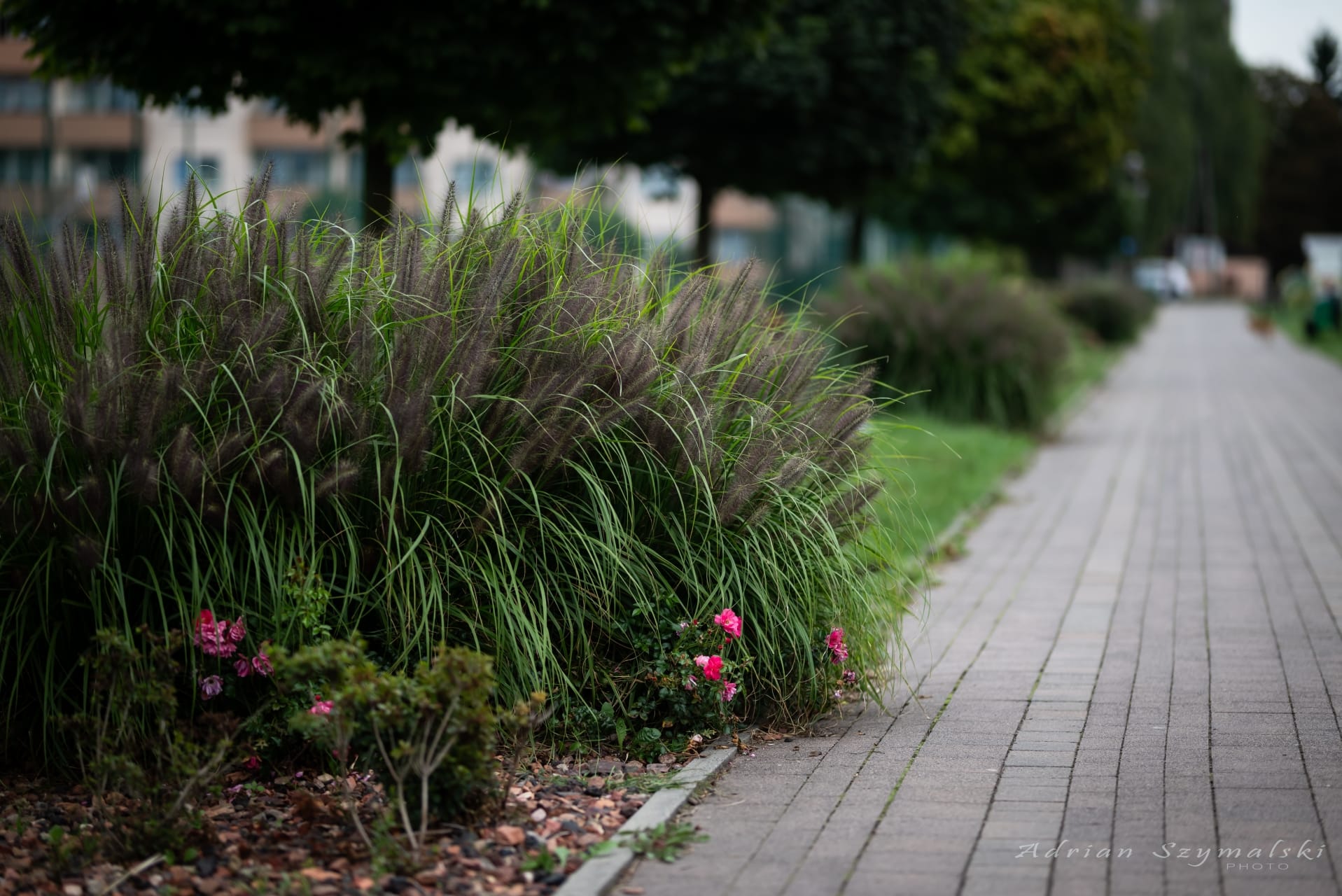 kwiaty-czechowice-68