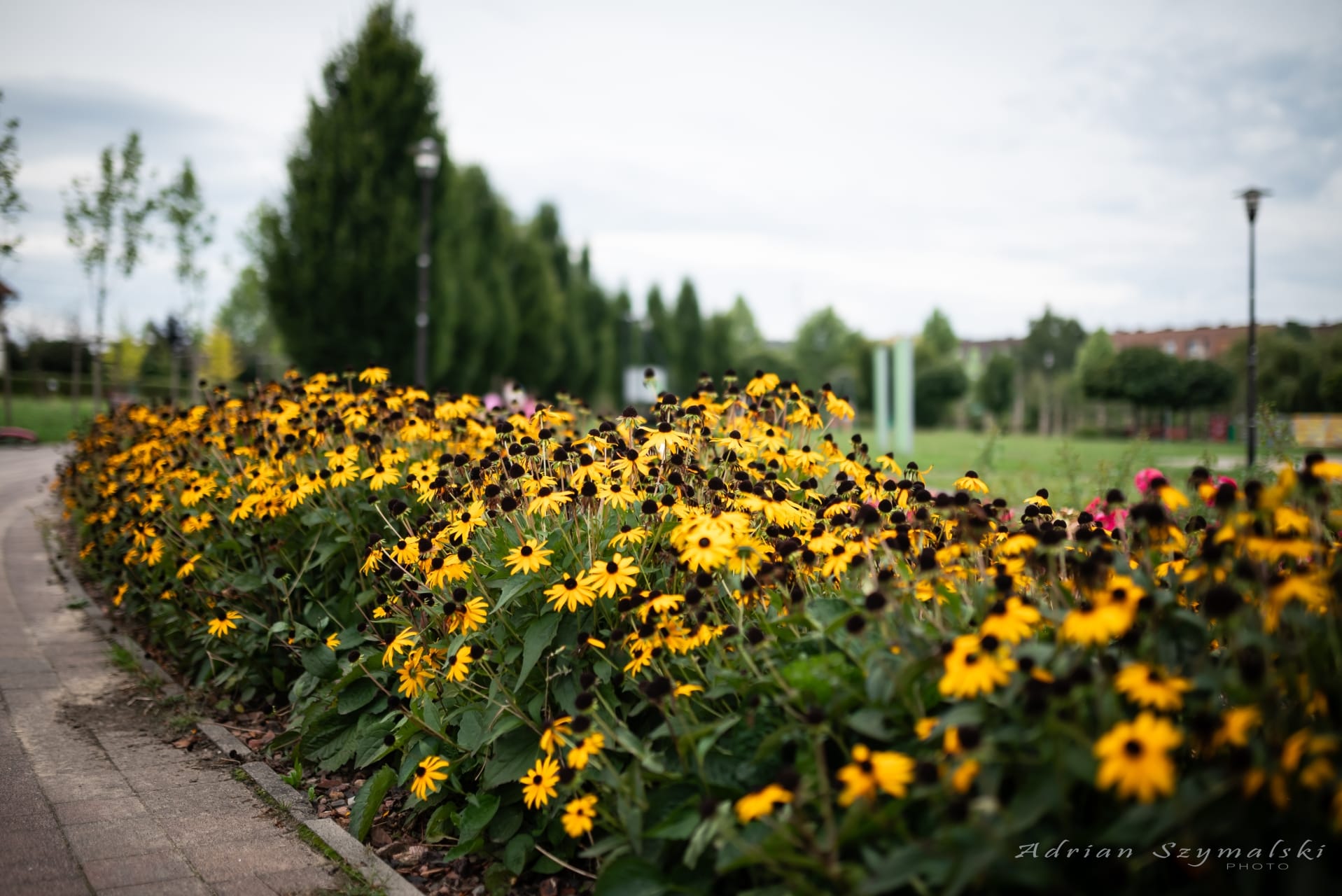 kwiaty-czechowice-77